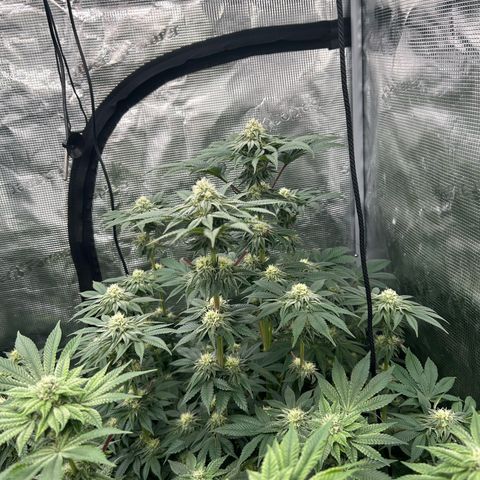 Lemon Orange 🍊 Super Lemon Haze x Clementine growlog timeline photo
