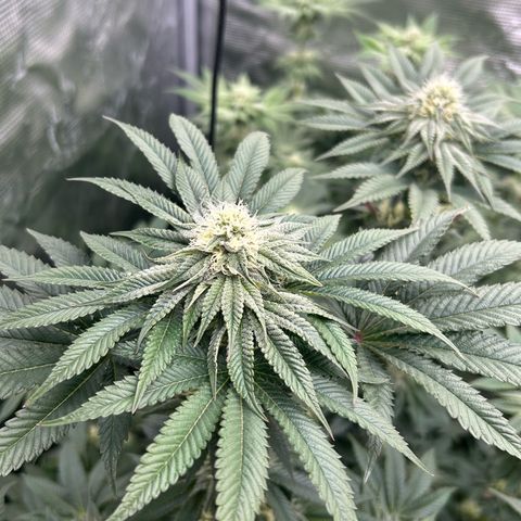 Lemon Orange 🍊 Super Lemon Haze x Clementine growlog timeline photo
