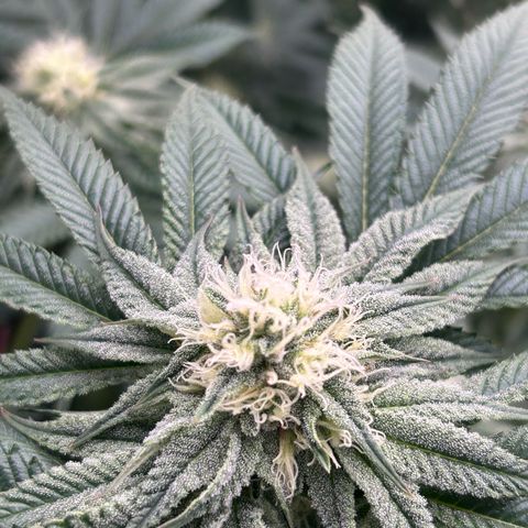 Lemon Orange 🍊 Super Lemon Haze x Clementine growlog timeline photo