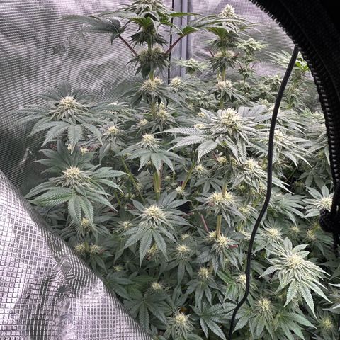 Lemon Orange 🍊 Super Lemon Haze x Clementine growlog timeline photo