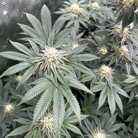 Lemon Orange 🍊 Super Lemon Haze x Clementine growlog timeline photo