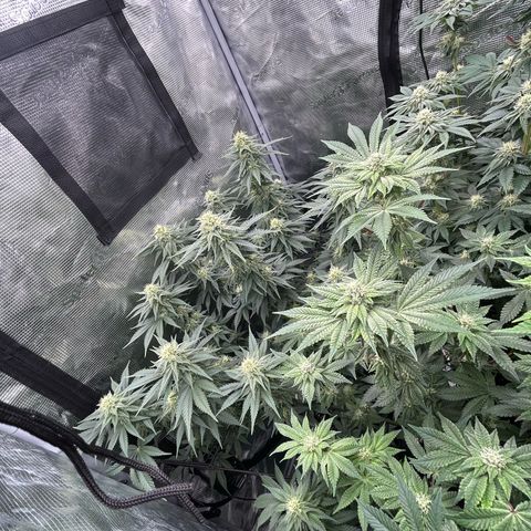 White Gorilla Haze #2 growlog timeline photo