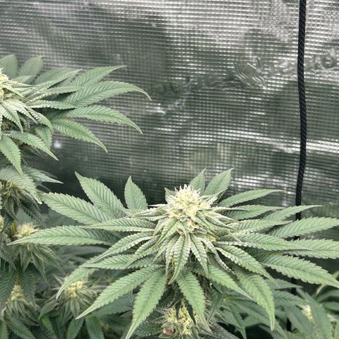 Persian Pie growlog timeline photo