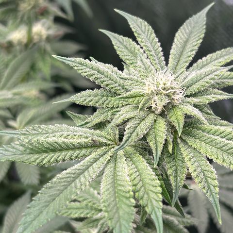 Persian Pie growlog timeline photo