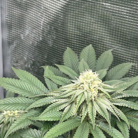 Persian Pie growlog timeline photo