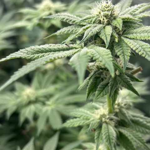 Persian Pie growlog timeline photo