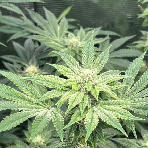 Persian Pie growlog timeline photo