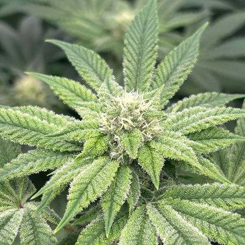 Persian Pie growlog timeline photo