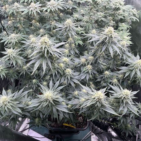 White Gorilla Haze #2 growlog timeline photo