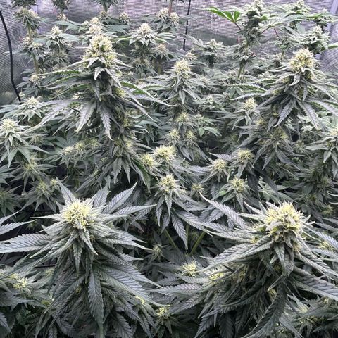 White Gorilla Haze #2 growlog timeline photo