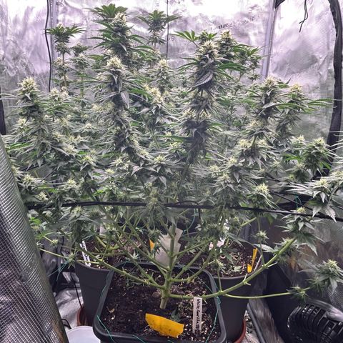 White Gorilla Haze #2 growlog timeline photo