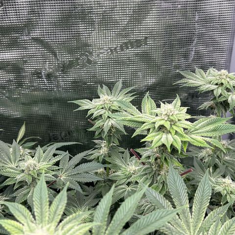 Dark Phoenix growlog timeline photo