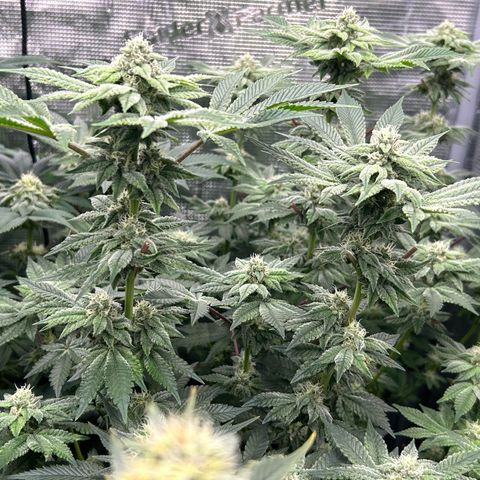 Dark Phoenix growlog timeline photo