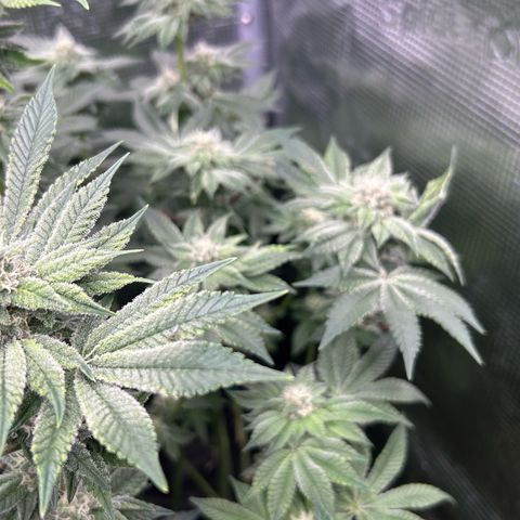 Dark Phoenix growlog timeline photo