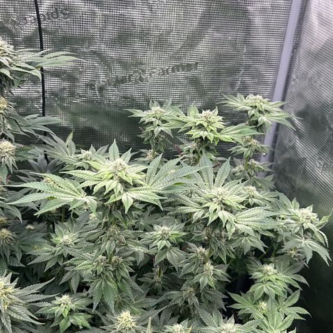 Dark Phoenix growlog timeline photo