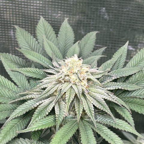 Lemon Orange 🍊 Super Lemon Haze x Clementine growlog timeline photo