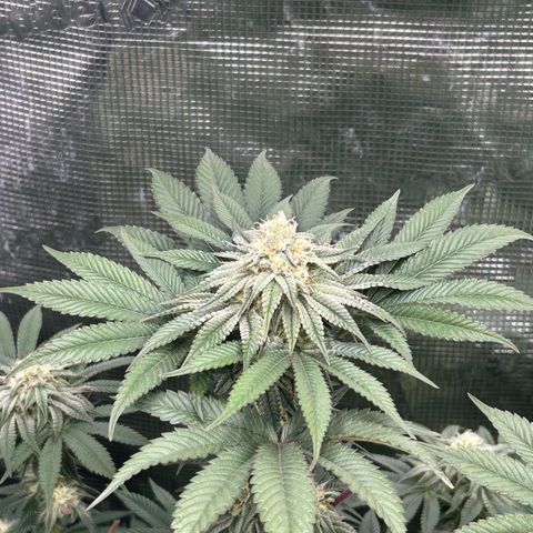 Lemon Orange 🍊 Super Lemon Haze x Clementine growlog timeline photo