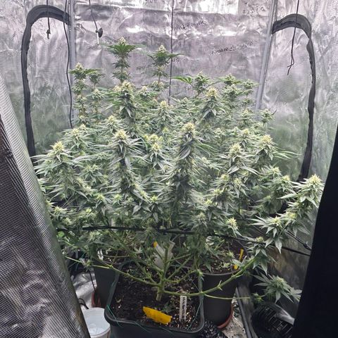 Lemon Orange 🍊 Super Lemon Haze x Clementine growlog timeline photo