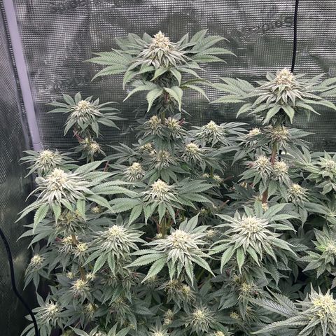 Lemon Orange 🍊 Super Lemon Haze x Clementine growlog timeline photo