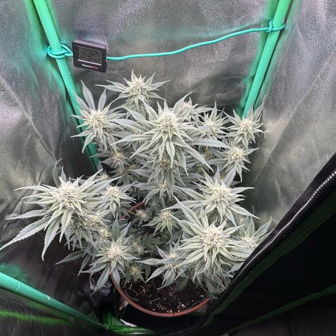 Persian Pie growlog timeline photo