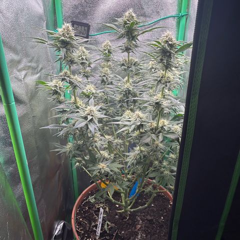 Persian Pie growlog timeline photo