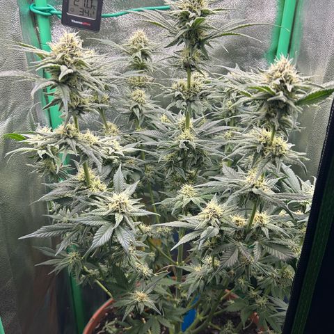 Persian Pie growlog timeline photo