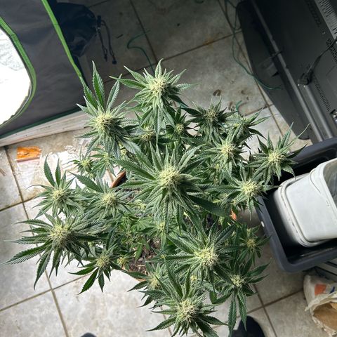 Persian Pie growlog timeline photo