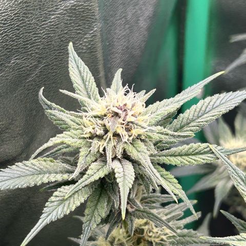 Persian Pie growlog timeline photo