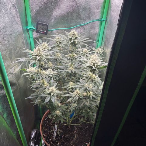 Persian Pie growlog timeline photo