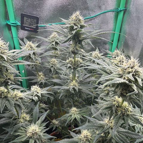 Persian Pie growlog timeline photo