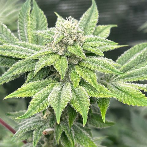 Persian Pie growlog timeline photo