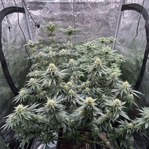 Persian Pie growlog timeline photo
