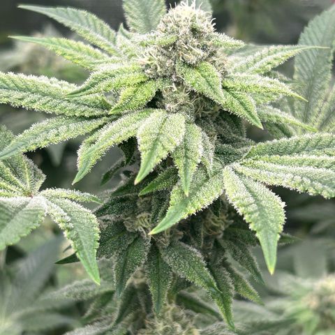Persian Pie growlog timeline photo