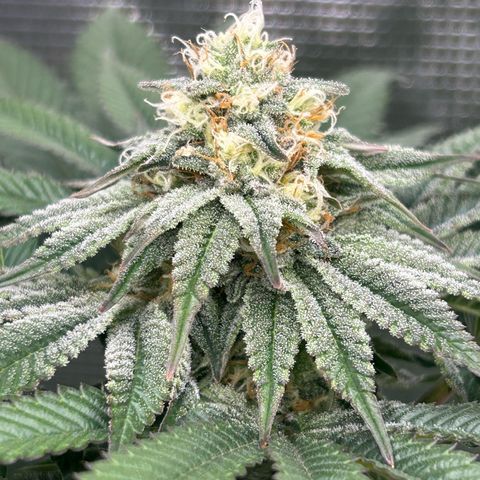 Lemon Orange 🍊 Super Lemon Haze x Clementine growlog timeline photo