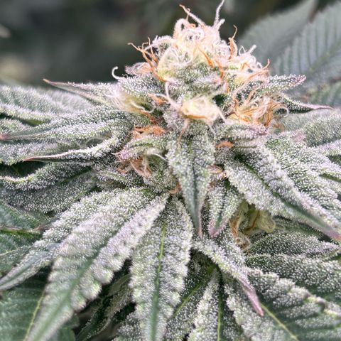 Lemon Orange 🍊 Super Lemon Haze x Clementine growlog timeline photo