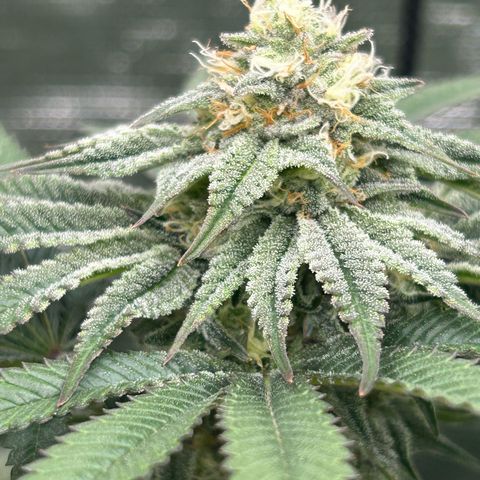 Lemon Orange 🍊 Super Lemon Haze x Clementine growlog timeline photo