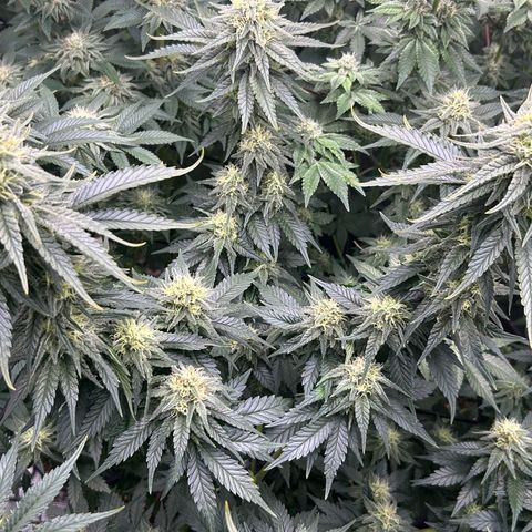 White Gorilla Haze #2 growlog timeline photo