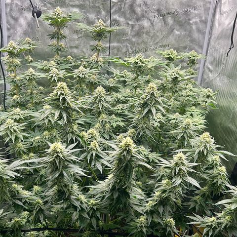 White Gorilla Haze #2 growlog timeline photo