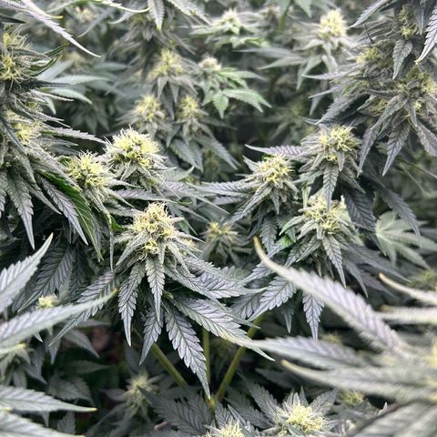 White Gorilla Haze #2 growlog timeline photo
