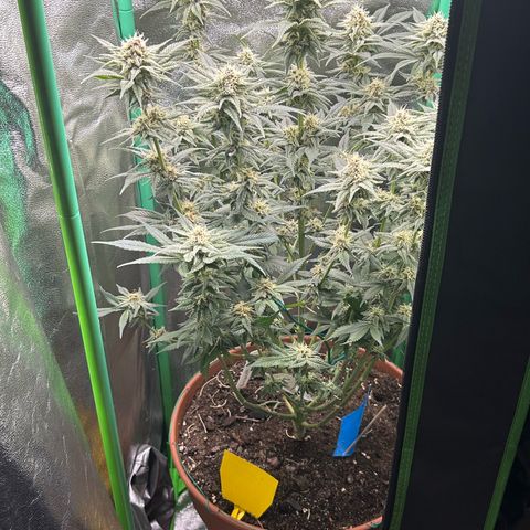 Dark Phoenix growlog timeline photo