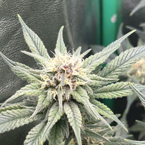 Dark Phoenix growlog timeline photo