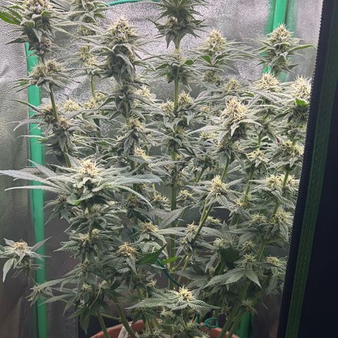 Dark Phoenix growlog timeline photo