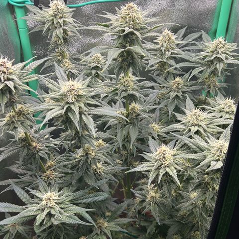 Dark Phoenix growlog timeline photo