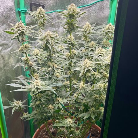 Dark Phoenix growlog timeline photo