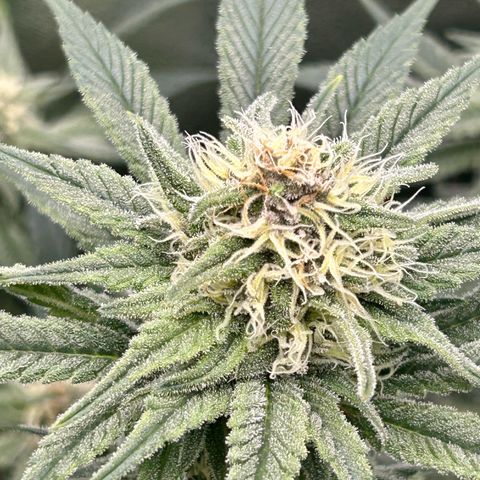 Dark Phoenix growlog timeline photo