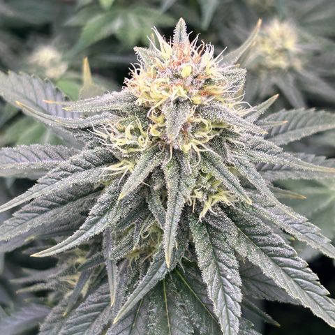 White Gorilla Haze #2 growlog timeline photo