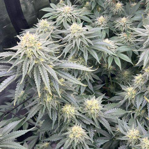 White Gorilla Haze #2 growlog timeline photo