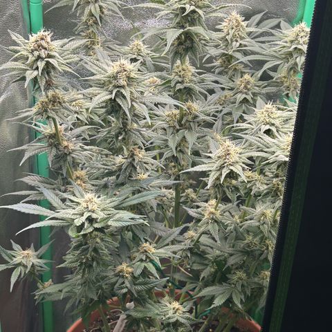 Dark Phoenix growlog timeline photo