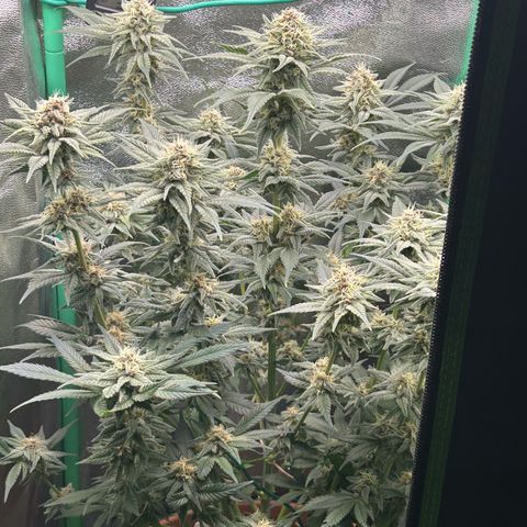 Dark Phoenix growlog timeline photo