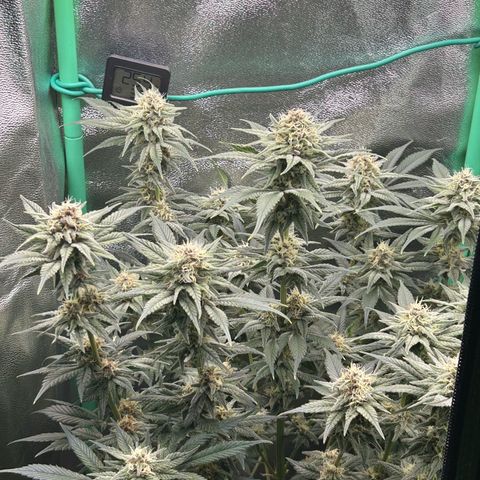 Dark Phoenix growlog timeline photo